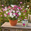Bloeiende roze, witte en paarse cosmea in een terracotta pot op een tuintafel, naast een decoratief doosje met cosmea.