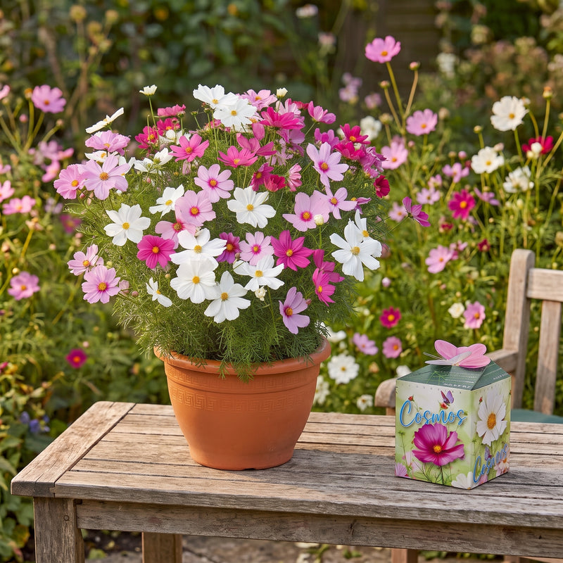 Bloeiende roze, witte en paarse cosmea in een terracotta pot op een tuintafel, naast een decoratief doosje met cosmea.
