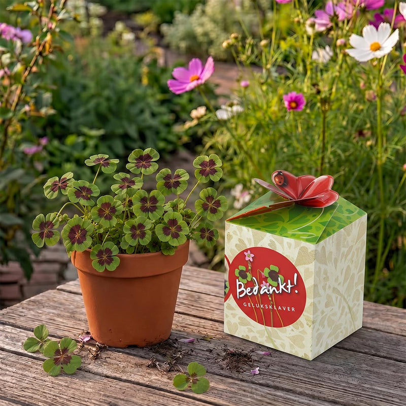 Greengift Klavertje Vier / Bedankt!