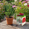 Greengift Fijnspar/ Fijne Feestdagen