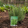 Rozemarijn (Rosmarinus officinalis)