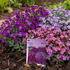 Blauwkussen Aubretia Mix