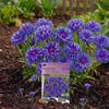 Korenbloem Blue Boy, dubbelbloemig