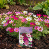 Roze, witte en paarse cosmea Sensation Mix in volle bloei in een tuinbed, met een plantenlabel van Sluis Garden op de voorgrond.