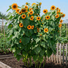 Zonnebloem F1 Kong (Helianthus)