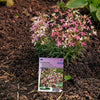 Violier (avond) Scentsation Mix (Matthiola)
