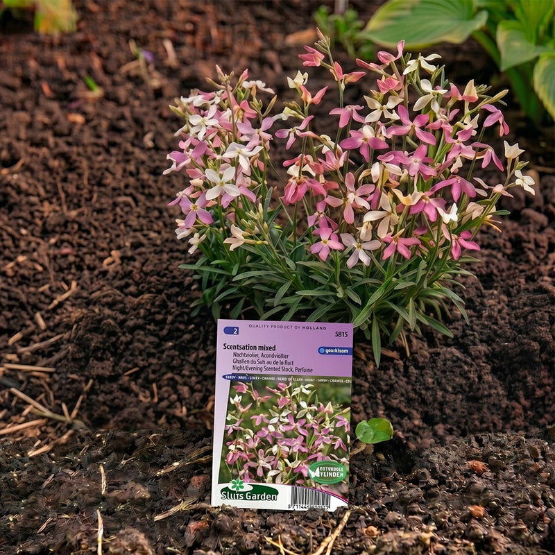 Violier (avond) Scentsation Mix (Matthiola)