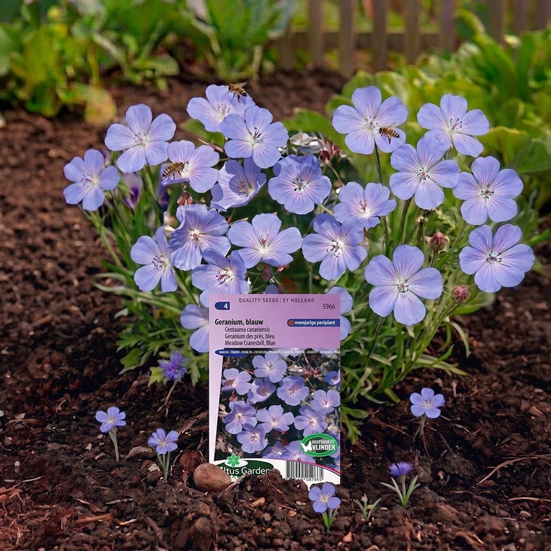 Geranium Blauw (Beemdooievaarsbek)