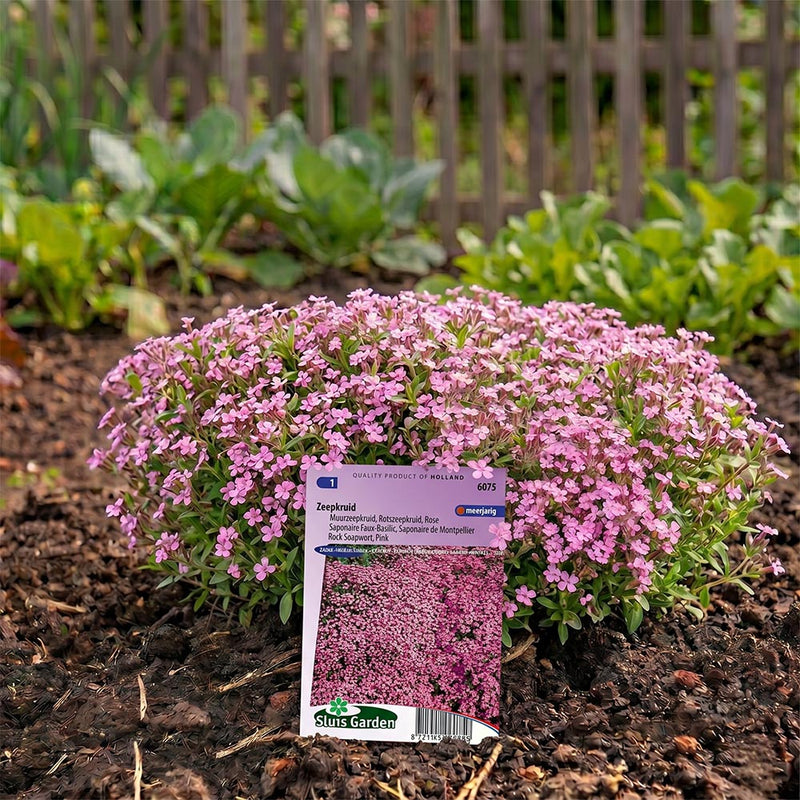 Zeepkruid Rose-Pink (Saponaria)