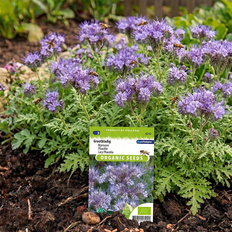 Drachtplant bijen-hommels, Bijenvoer (Phacelia)