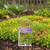 Sedum Mix
