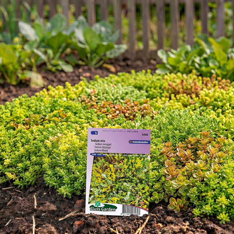 Sedum Mix