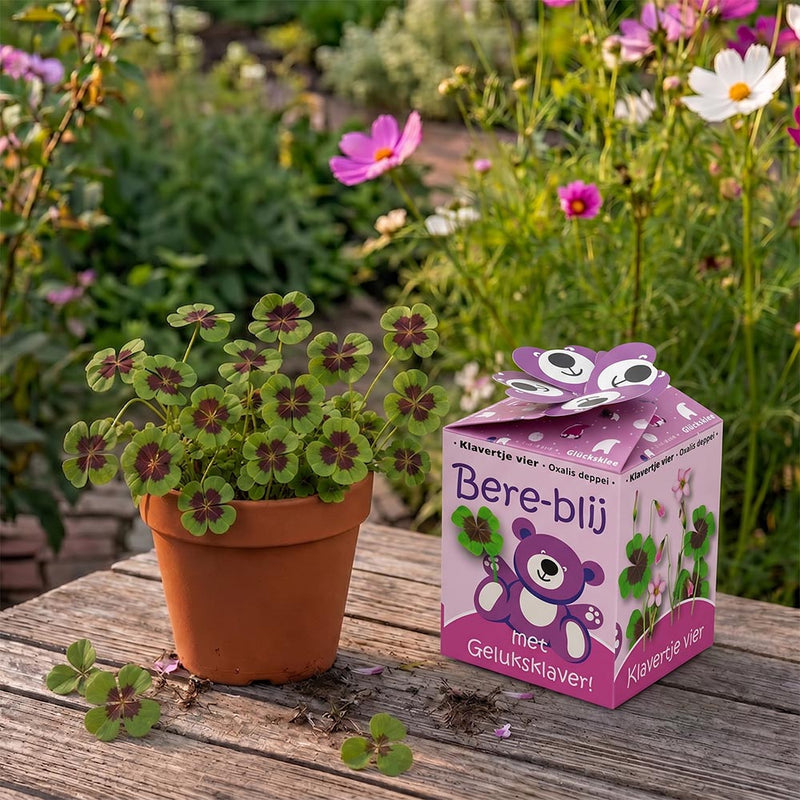 Greengift, Happy-Bear roze 40 stuks in showdoos