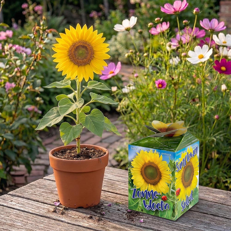 Greengift Zonnebloem