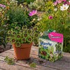Greengift Klavertje Vier met label SUCCES