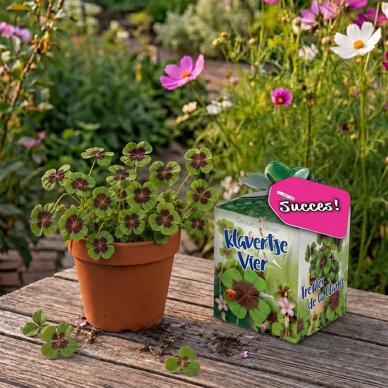 Greengift Klavertje Vier met label SUCCES