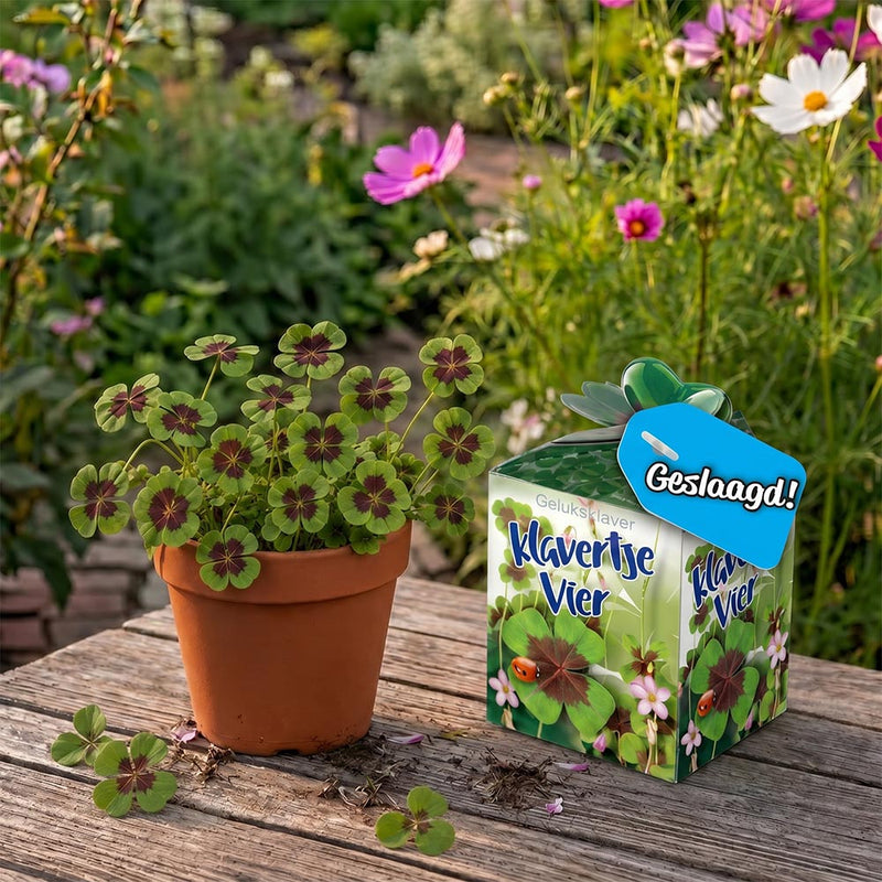 Greengift Klavertje Vier met label GESLAAGD