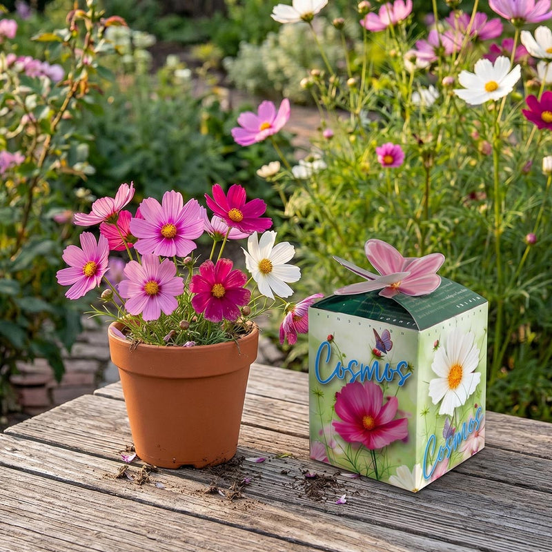 Greengift Cosmos