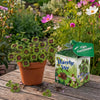 Greengift Klavertje Vier met label Fijne Feestdagen!