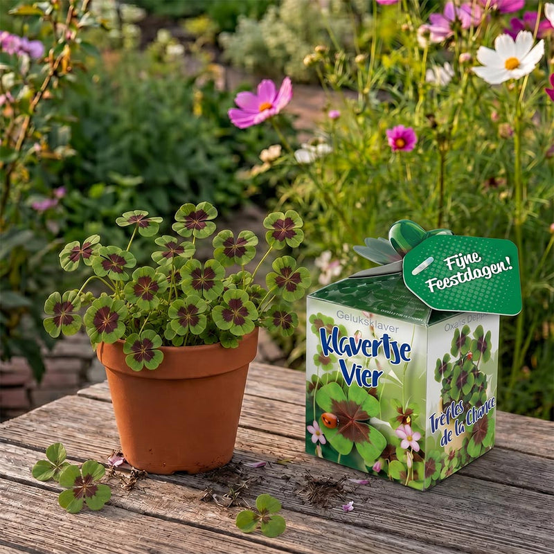 Greengift Klavertje Vier met label Fijne Feestdagen!