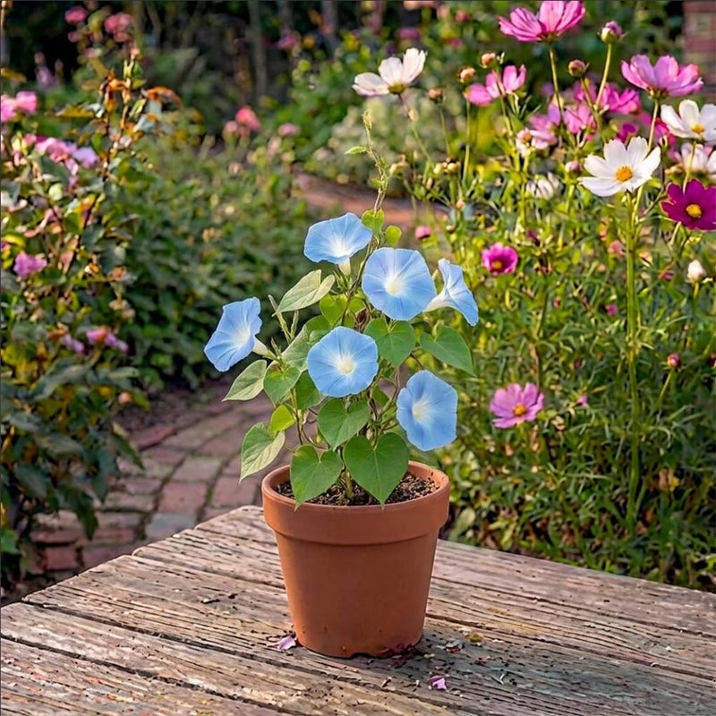 Terracotta Ipomoea Heavenly blue