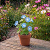 Terracotta showdoos gemengd 60 stuks