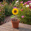 Terracotta Zonnebloem hoge gele