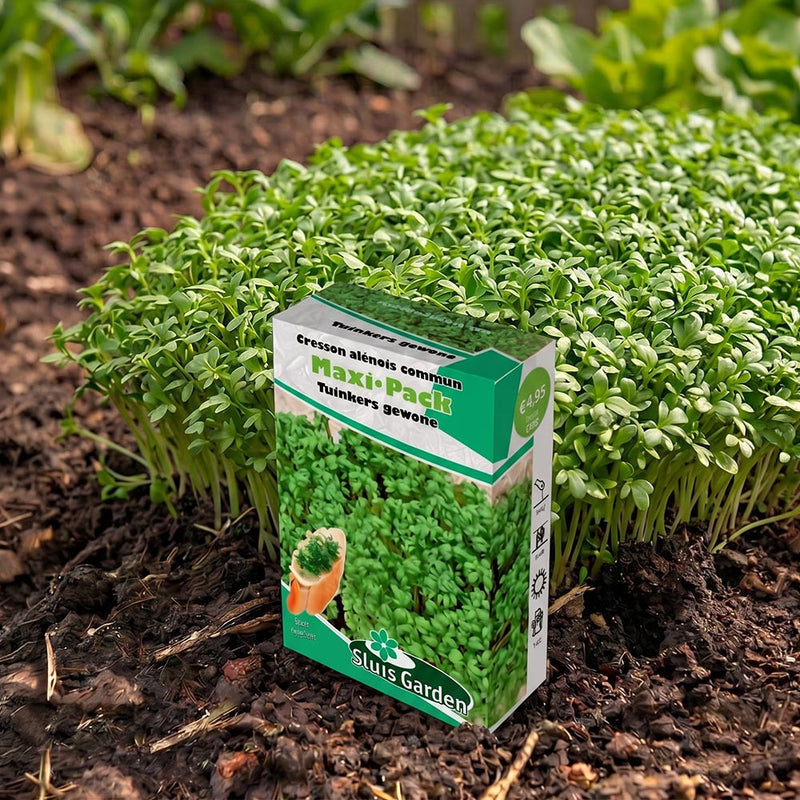 Tuinkers gewone Maxi-Pack