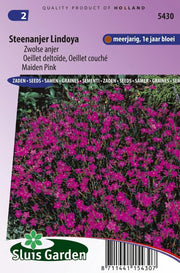 Steenanjer Lindoya (Dianthus)