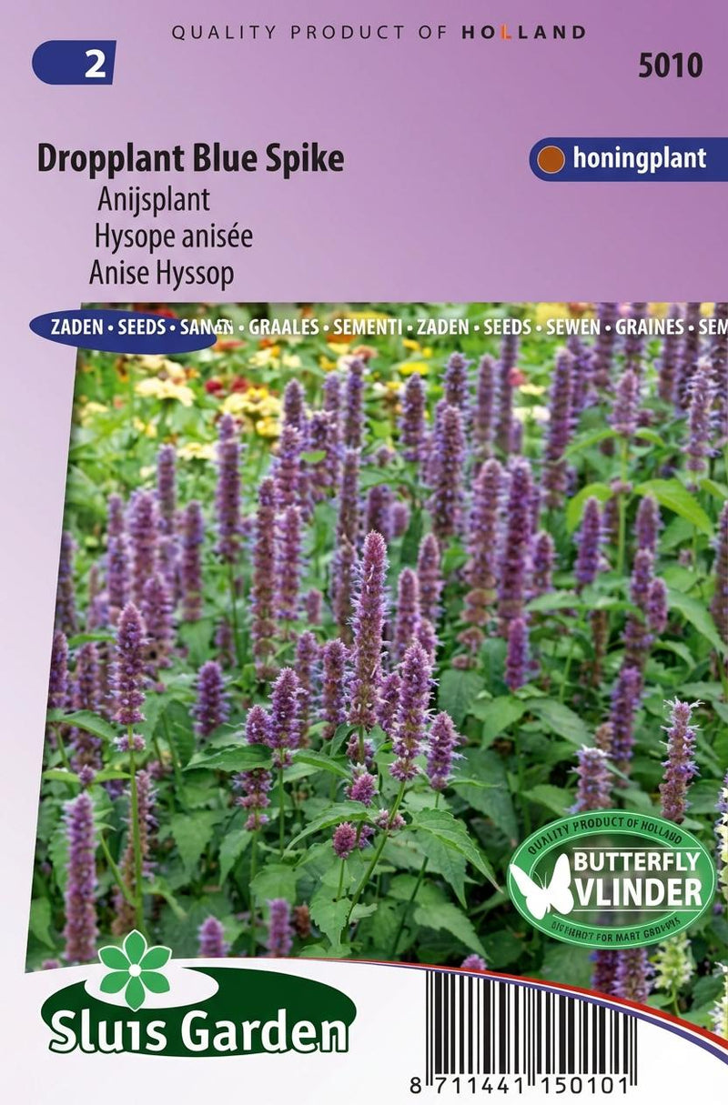 Dropplant Blue Spike (Agastache)