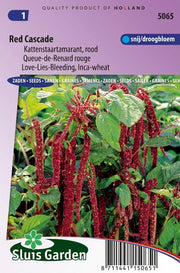 Kattenstaart Red Cascade