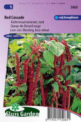 Kattenstaart Red Cascade