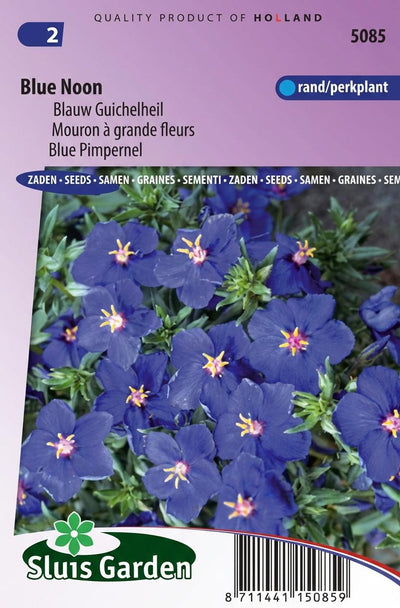 Blauw Guichelheil Blue Noon