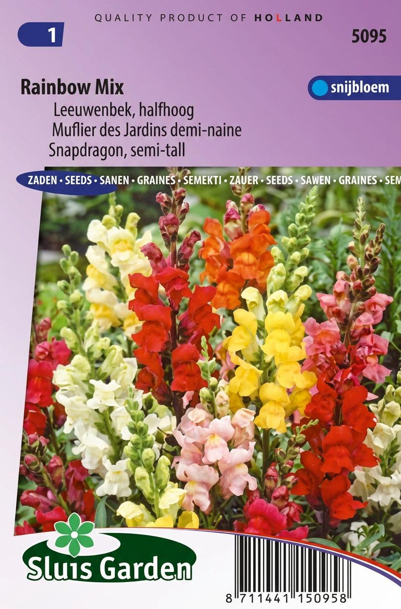 Leeuwenbek Rainbow mix, halfhoog