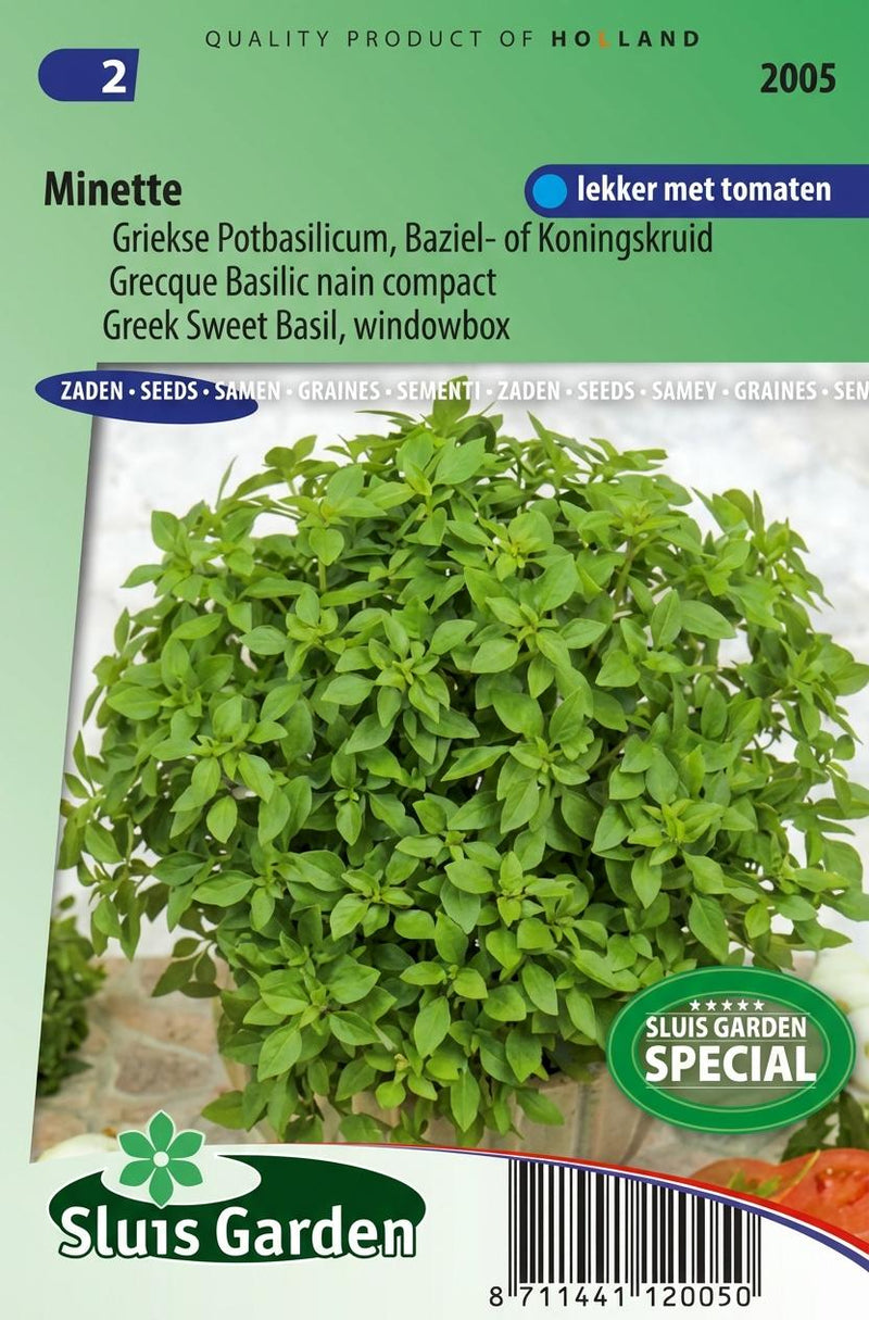 Basilicum (pot) Minette (Ocimum basilicum)