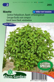 Basilicum (pot) Minette (Ocimum basilicum)