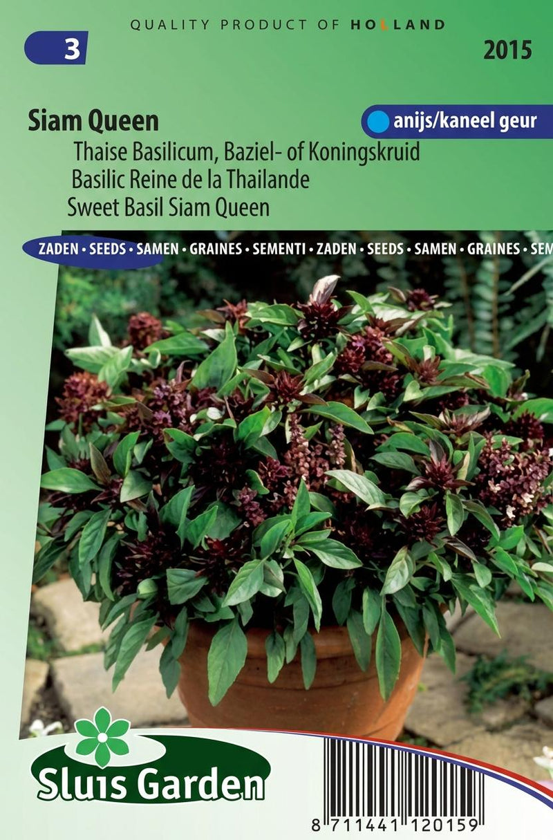 Basilicum Siam Queen (Ocimum Basilicum)