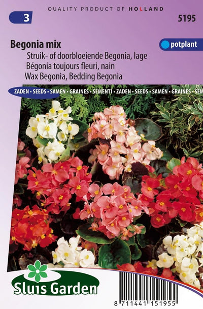 Begonia laag gemengd