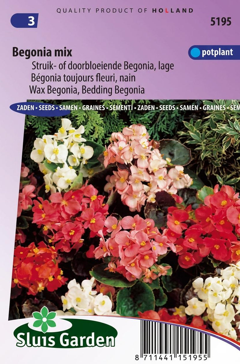 Begonia laag gemengd