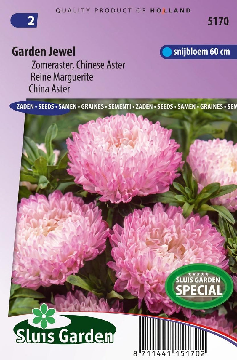 Aster Garden Jewel Rose (Zomeraster)