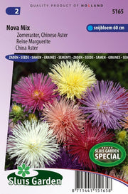 Aster Nova mix (Zomeraster)