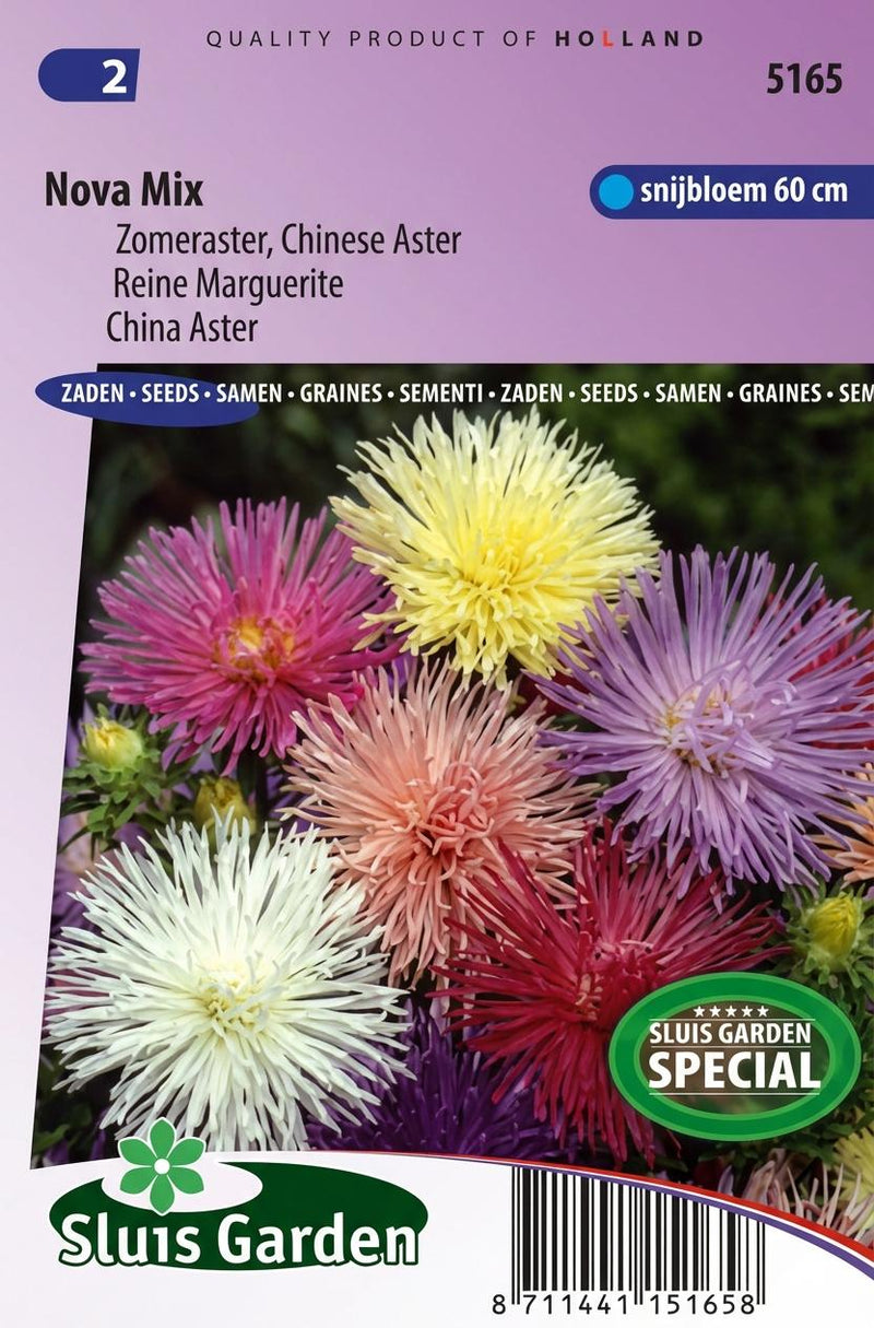Aster Nova mix (Zomeraster)