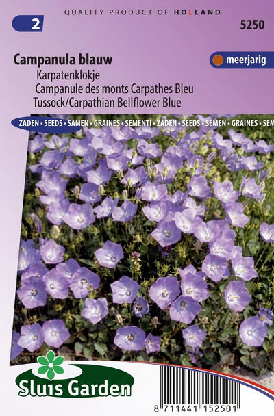 Klokjesbloem enkelbloemig Blauw (Campanula)