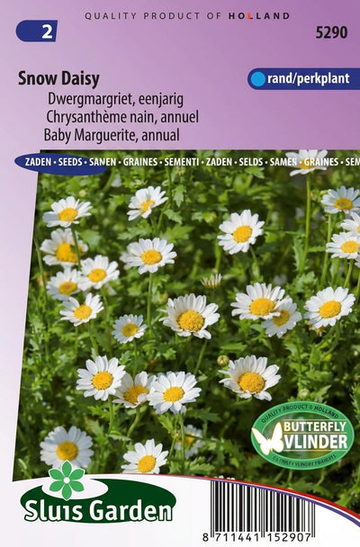 Margriet Snow Daisy (Chrysanthemum)
