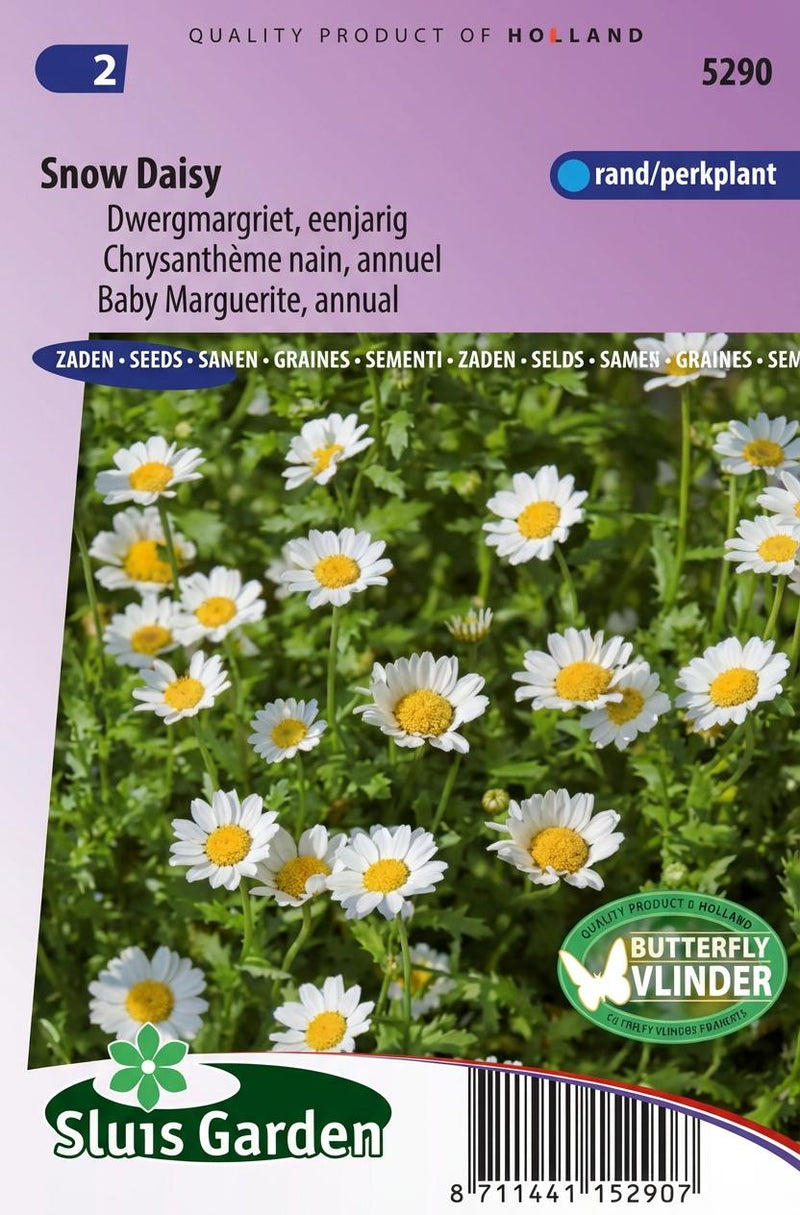 Margriet Snow Daisy (Chrysanthemum)