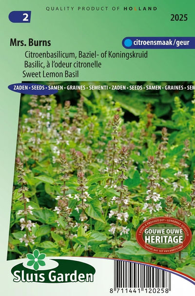 Basilicum Citroen Mrs. Burns (Ocimum citr.)
