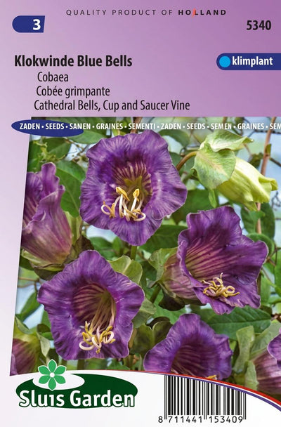 Klokwinde Blue Bells, Violet