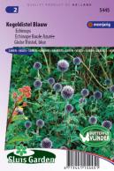 Kogeldistel blauw (Echinops)