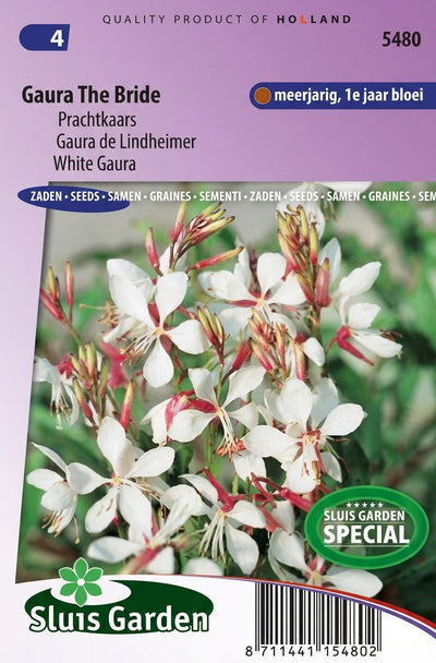Prachtkaars The Bride (Gaura)