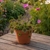 Terracotta showdoos Klavertje Vier 60 stuks